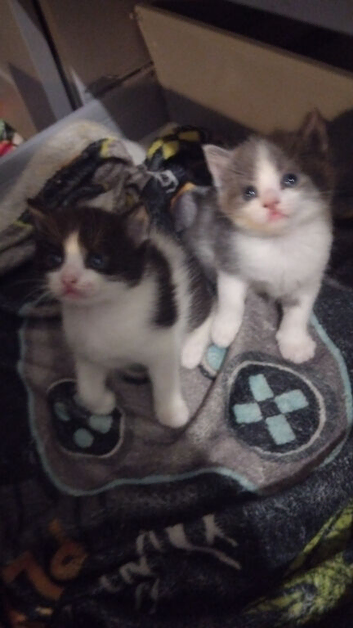 Beutiful kittens for sale
