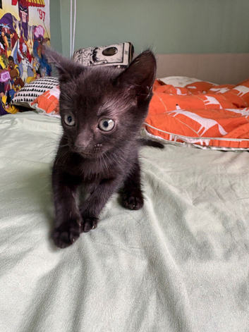 3 all black kittens
