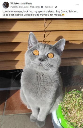 Athena, Absolutely Stunning British Shorthair GCCF and TICA registered.