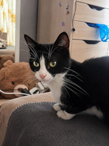 Sweet 1-Year-Old Black & White female Cat Looking for a Loving Home