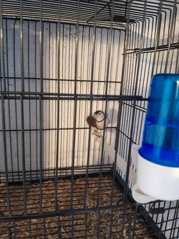 Owl finch