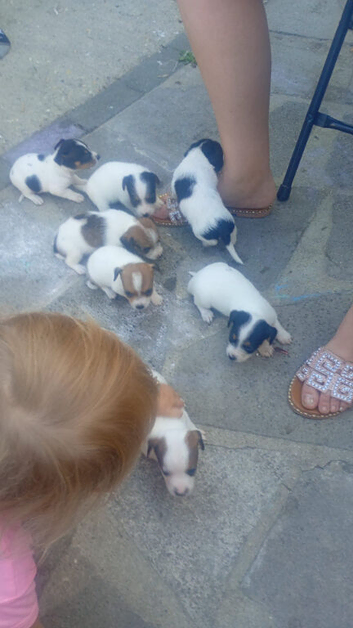 Jack Russell terrier puppies