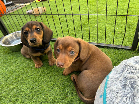 Miniature dachshunds