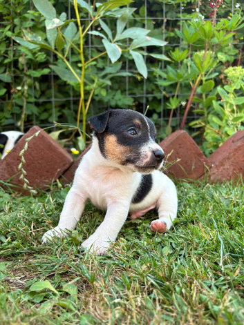 Jack Russell Dog Puppy