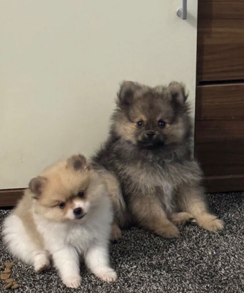 Pomeranian Puppy