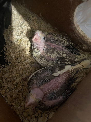 Baby cocktails