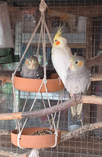 Baby cockatiel