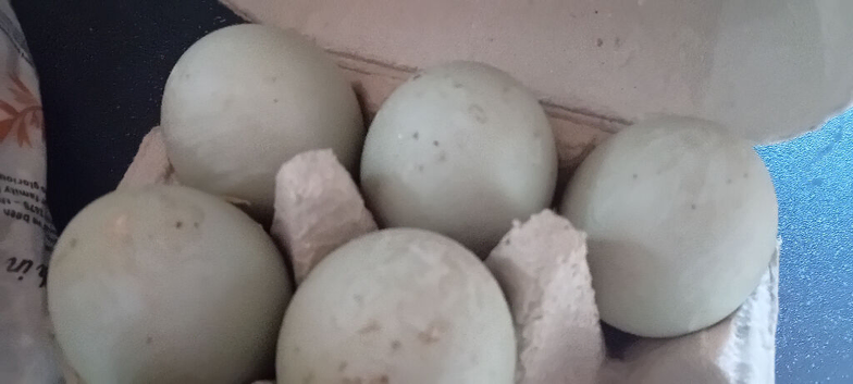 Runner duck eggs for hatching
