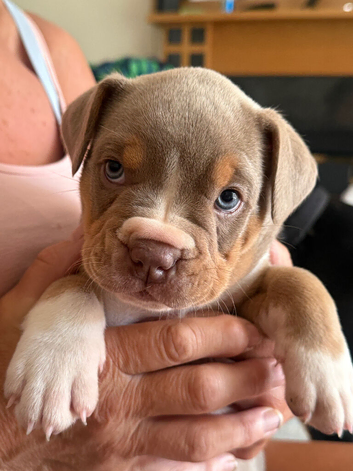 5 Bulldog/collie pups for sale