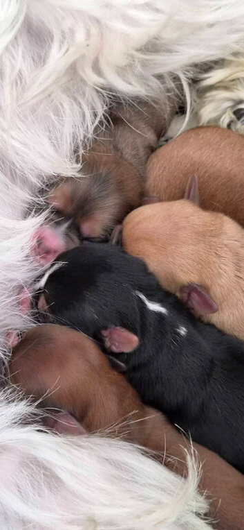 For Sale - Yorkie/Pom Puppies - &pound;850.00