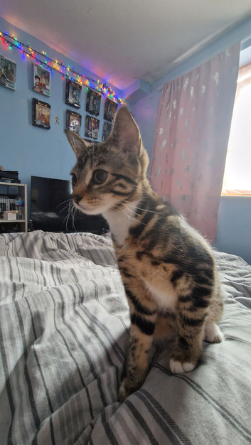 Kitty for rehomeing