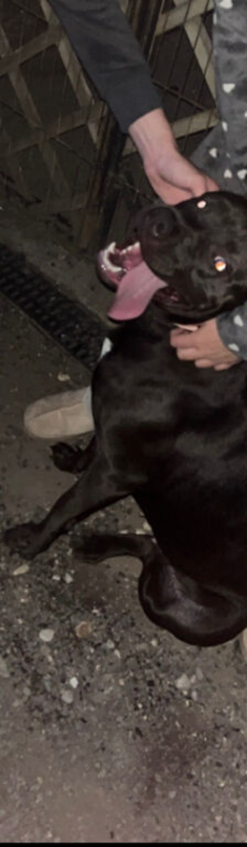 Labrador cross