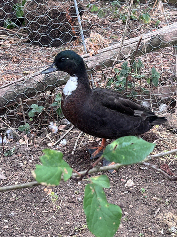 Call duck drake