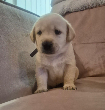 Pedigree lab puppies