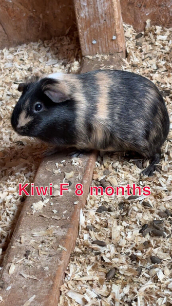 Guinea pigs