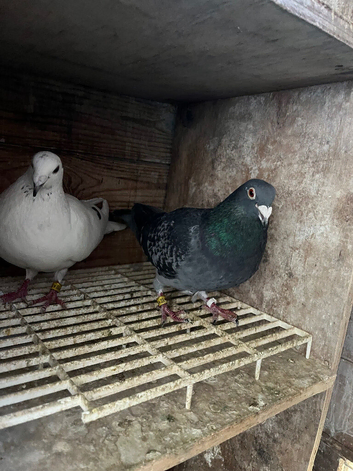 Racing pigeons for sale