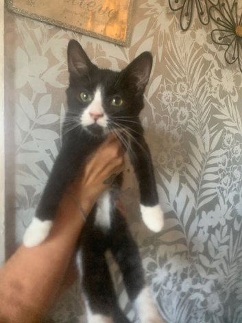Need to rehome few cats and kittens