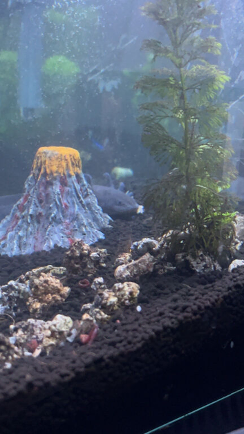 Axolotl