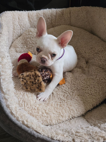 French bulldog puppies