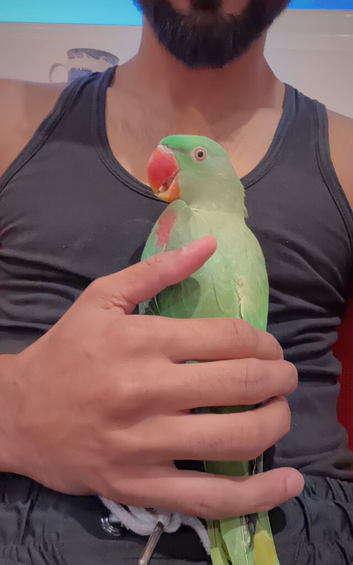 Alexander parrots