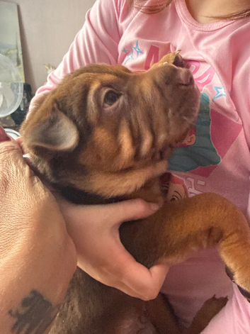 Rhodesian ridgeback x Bearcoat sharpei pups