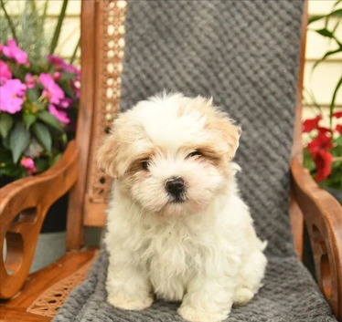 Shih-tzu puppes