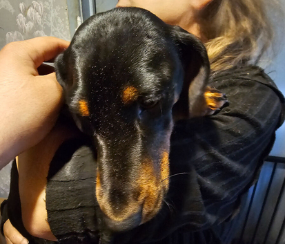 Dachshund x Jack Russell