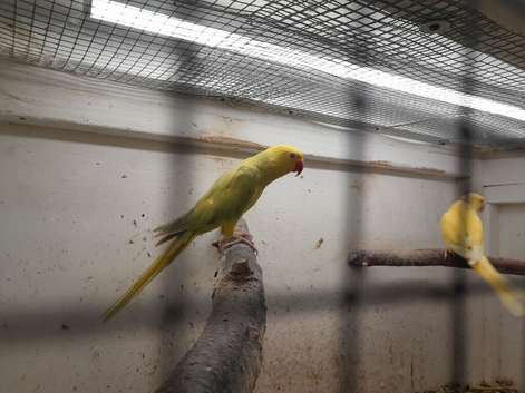 Indian ringnecks for sale