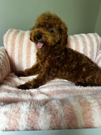 Beautiful Asian tiny deep red puppy boy 5month