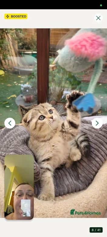 Scottish fold Girl