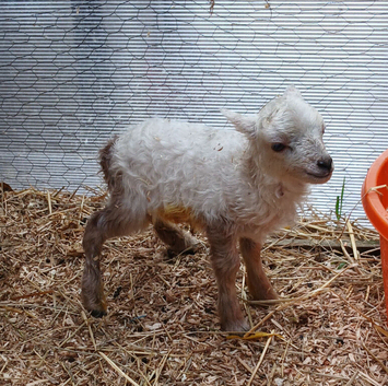 Pedigree Miniature Ouessant ram/wether lamb available at weaning