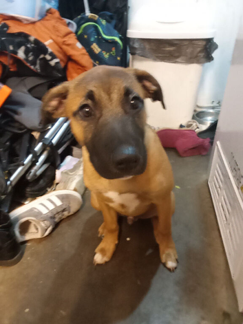 Nova