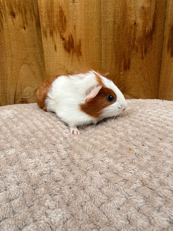Beautiful baby boy