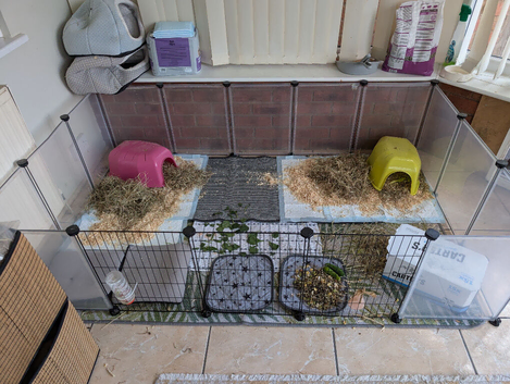 2 male guinea pigs plus cage for sale