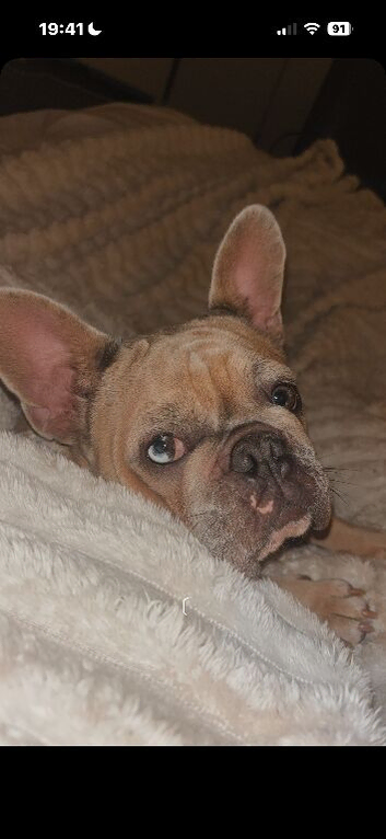 22 month old french bulldog