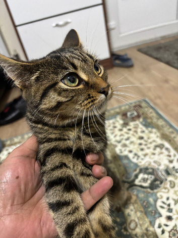 Coco Needs New Home.