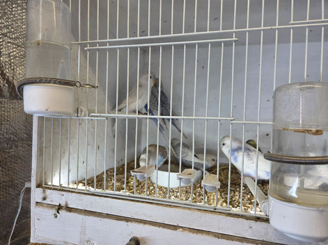 Young budgies