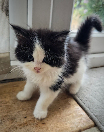 Three beautiful female kittens looking for loving forever homes.