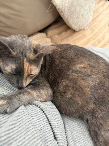 3 cats need homing