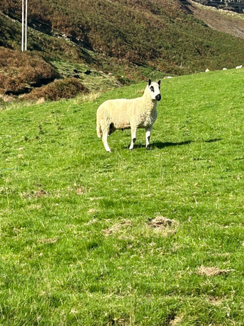 Pedigree Kerry Hill Ram for Sale