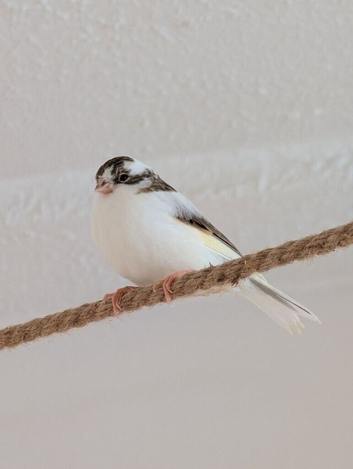 Beautiful Gloster x Mosaic Canaries (5 available)
