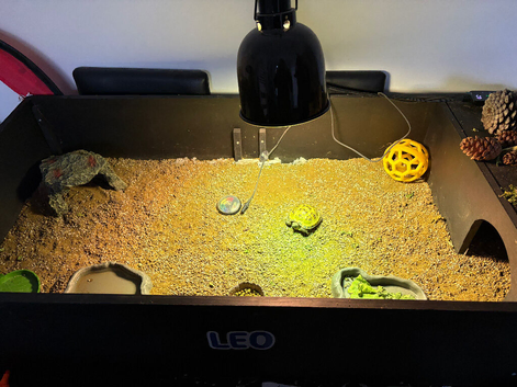 1 year old tortoise for sale