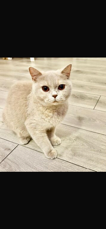 British shorthair Lilac