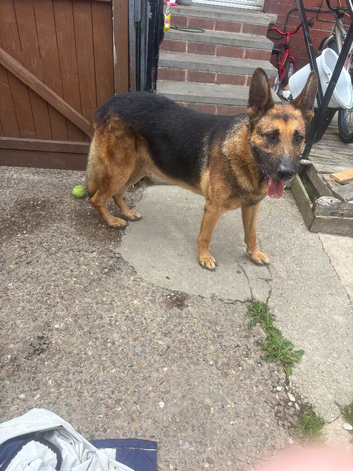 German shepherd