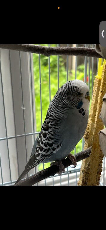 Budgie and cage for sale