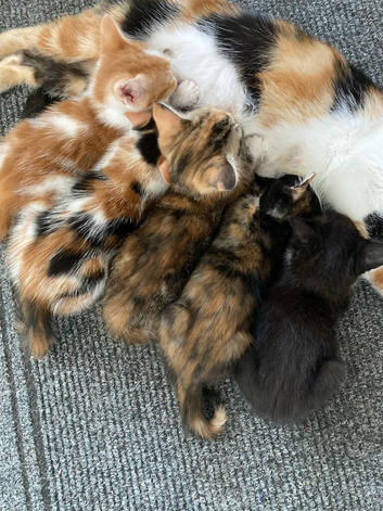 4 Beautiful Kittens for sale