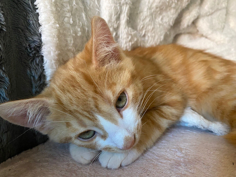 Stunning kittens