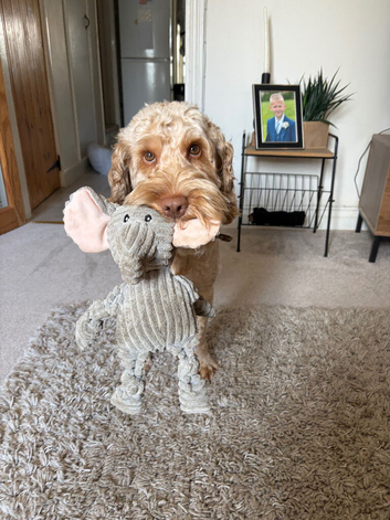 Meet Hugo, 2 year old male Cockapoo