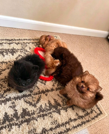 Tea cup Pomeranians