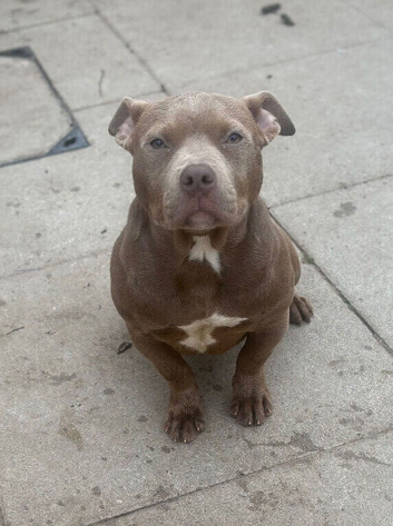 **20 week Female Pocket Bully**